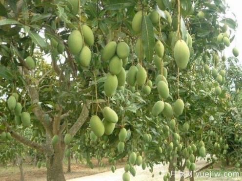 芒果苗多少錢一株？種一畝小苗成本多少錢？(圖1)