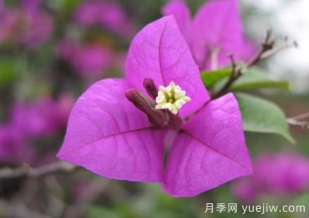 盆栽三角梅怎么修剪？三角梅盆景的修剪方法(圖1)