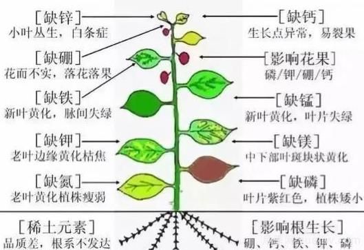 月季底肥如何使用？正確用肥才能讓花長(zhǎng)得旺盛(圖2)