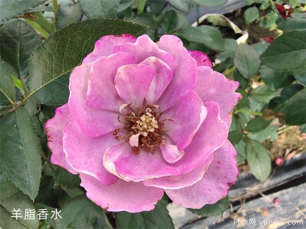 羊脂香水月季，以香聞名，花美如芍藥，四季能開(kāi)花(圖1)