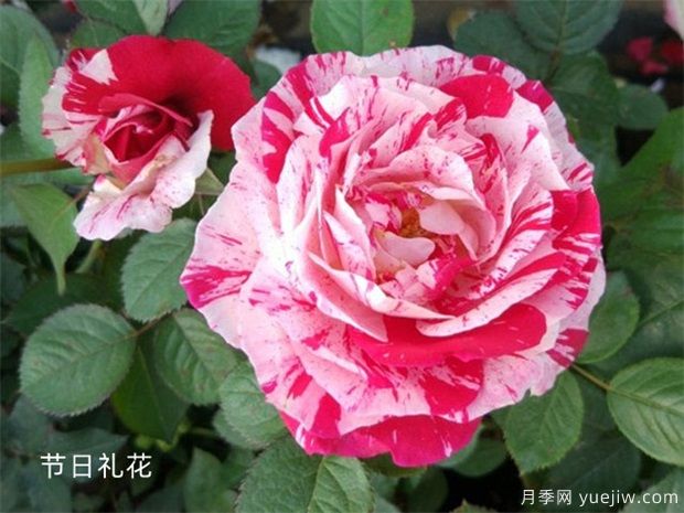 月季網(wǎng)：2025年***熱門(mén)十大大花月季品種(圖9)