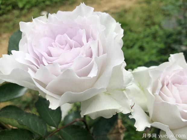 有沒(méi)有一款月季，顏值高到讓你永遠(yuǎn)也不會(huì)淘汰？(圖1)