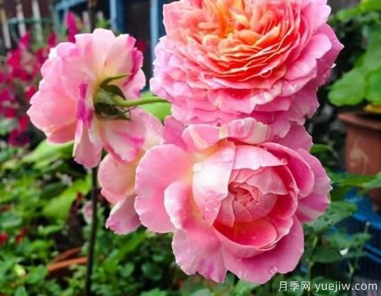 入秋養(yǎng)月季推薦5個(gè)品種，耐熱耐寒抗性強(qiáng)開花美(圖5)