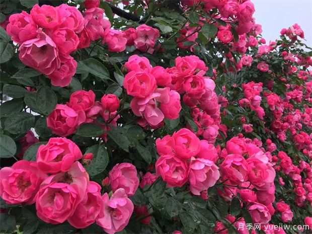 綠籬，讓你的花園與眾不同！(圖1)
