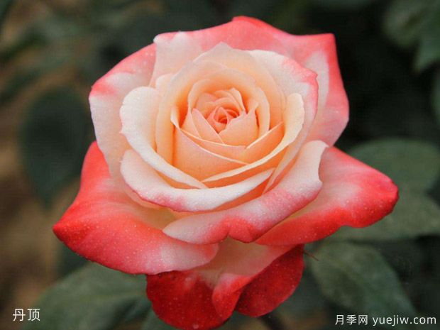 玫瑰月季薔薇傻傻分不清，只要3個方法一眼就認(rèn)出來(圖1)
