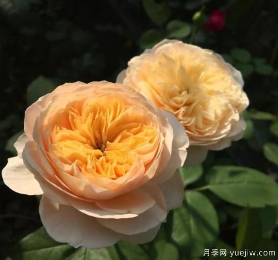 真宙月季和朱麗葉月季的區(qū)別，優(yōu)缺點一目了然(圖3)