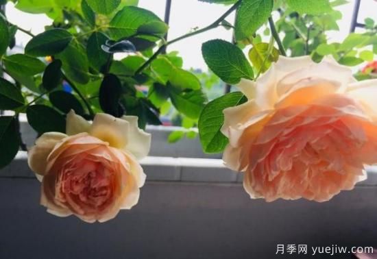 真宙月季和朱麗葉月季的區(qū)別，優(yōu)缺點一目了然(圖4)
