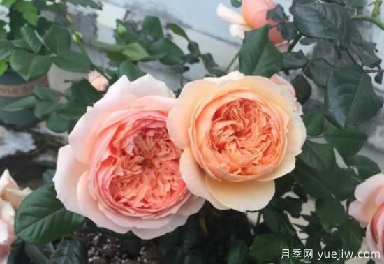 真宙月季和朱麗葉月季的區(qū)別，優(yōu)缺點一目了然(圖6)