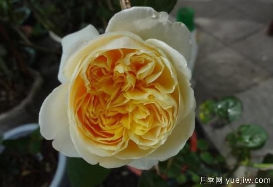 真宙月季和朱麗葉月季的區(qū)別，優(yōu)缺點一目了然(圖9)