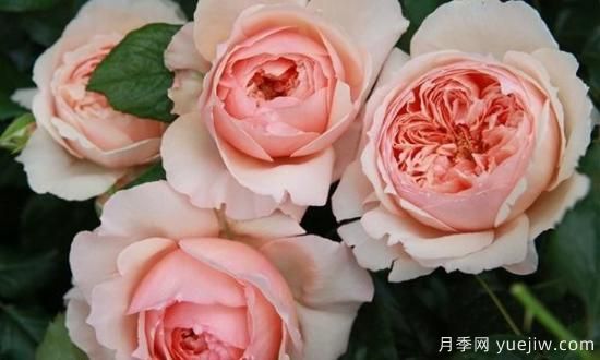 真宙月季和朱麗葉月季的區(qū)別，優(yōu)缺點一目了然(圖8)
