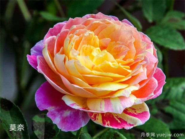 近三年***受花友喜愛的月季品種排名榜，屬實嗎(圖3)