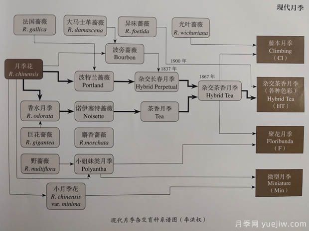 中國(guó)月季對(duì)世界的貢獻(xiàn)(圖1)