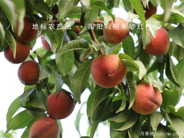 防治果樹病蟲害，選好時(shí)機(jī)效果好(圖1)