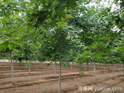元寶楓的價(jià)格一路上漲，大規(guī)格優(yōu)質(zhì)苗一株能賣(mài)上萬(wàn)元(圖2)