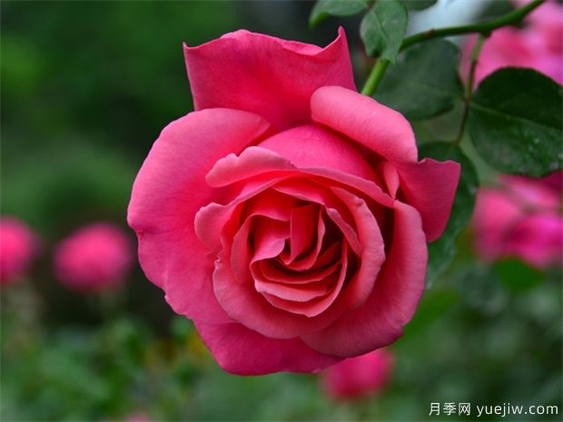 月季簡(jiǎn)介，月季繁育和養(yǎng)護(hù)方法，延長(zhǎng)月季花期的措施(圖1)