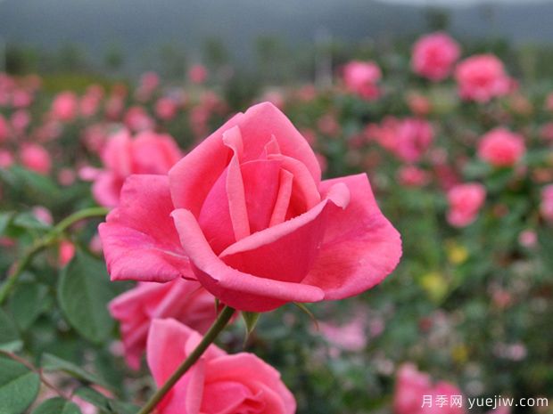 月季簡(jiǎn)介，月季繁育和養(yǎng)護(hù)方法，延長(zhǎng)月季花期的措施(圖2)