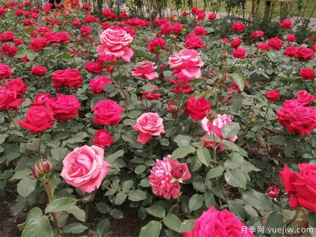 月季簡(jiǎn)介，月季繁育和養(yǎng)護(hù)方法，延長(zhǎng)月季花期的措施(圖3)