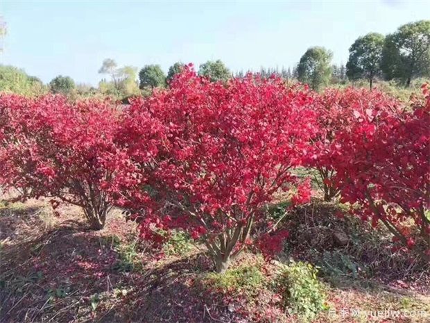 想通過彩葉苗木賺錢，哪些苗木品種***暢銷(圖1)
