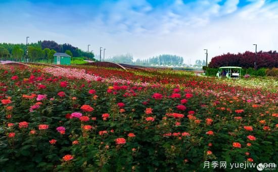 南陽世界月季大觀園杯魅力南陽新城區(qū)攝影大賽結(jié)果和美圖精選(圖8)