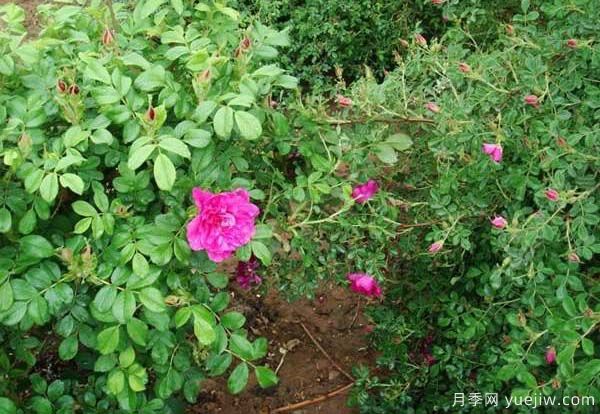 食用玫瑰品種有哪些？8個(gè)品種介紹(圖2)
