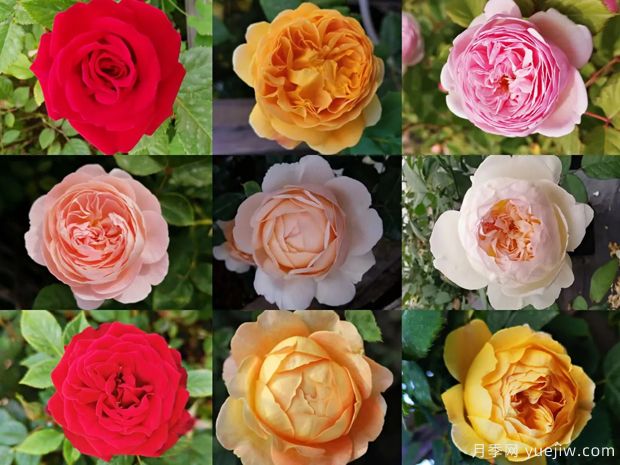 苗木行業(yè)持續(xù)低迷，南陽花農(nóng)還能堅持多久？(圖1)