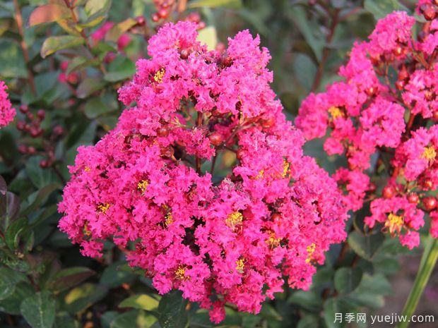 紫薇，養(yǎng)殖紫薇花的5大要點(diǎn)(圖1)