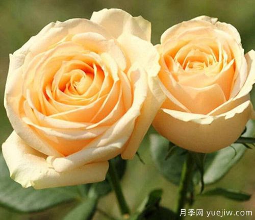 香檳玫瑰的花語是什么？不同朵數(shù)香檳玫瑰花語大全？(圖1)