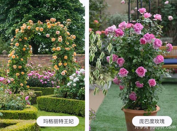 藤蔓植物有哪些，藤蔓植物有哪些知識(shí)(圖1)
