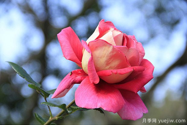 一年四季都能開花的花卉有哪些？花卉護(hù)理原則(圖1)