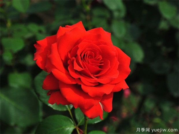 月季花的品種有多少？月季品種優(yōu)選及應(yīng)用研究(圖1)