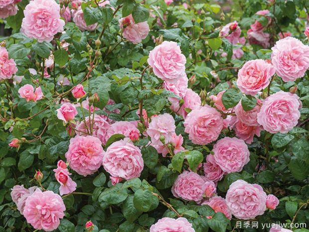 草花種植經驗分享(圖1)