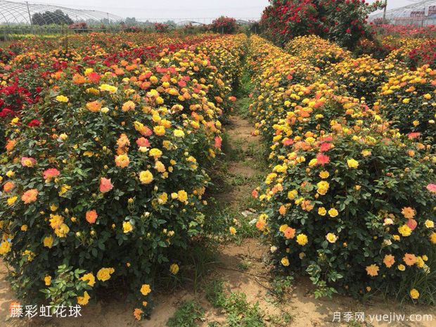球形灌木怎樣賣出高價(jià)？月季花球受綠化喜愛(圖1)