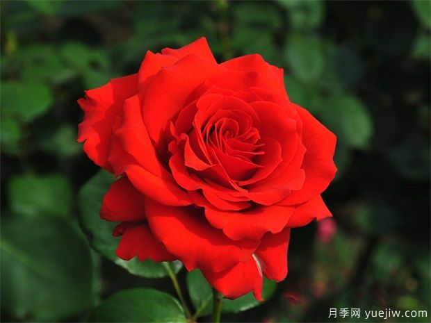 月季花的花語和寓意，月季花代表了什么(圖1)