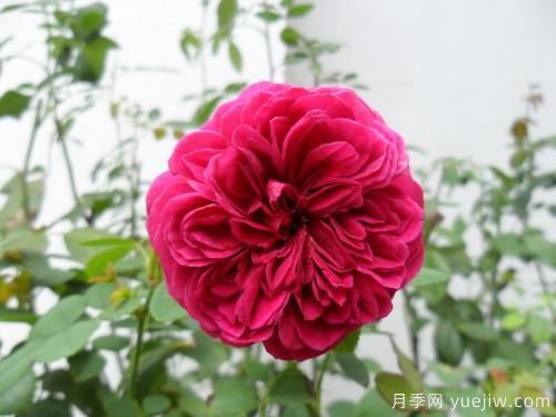 莎士比亞月季和紅色達芬奇月季的區(qū)別是什么(圖1)