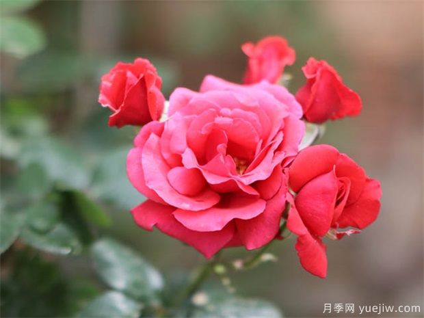 月季花在夏天需要每天澆水嗎？(圖1)