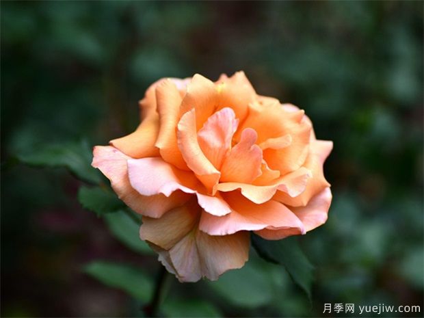 月季人工春化方法，怎么修剪(圖1)