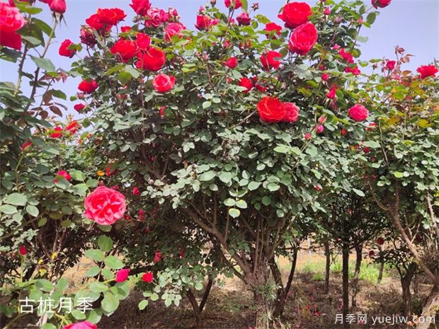 月季開花后怎么澆水施肥，平常養(yǎng)護(hù)應(yīng)注意什么(圖1)
