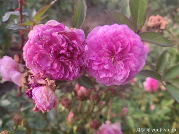 小花月季品種有哪些？推薦4個微型月季(圖1)