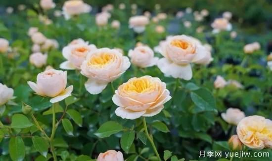 現(xiàn)代月季在園林景觀的應用！園林綠化人必看！(圖1)