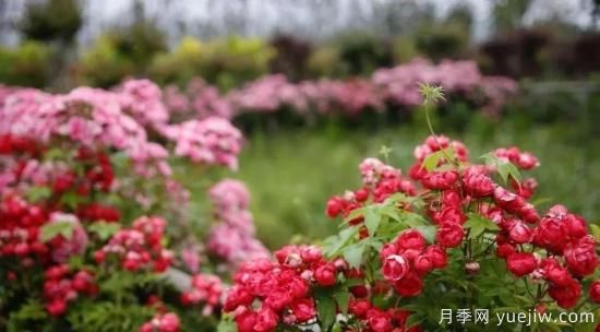 現(xiàn)代月季在園林景觀的應用！園林綠化人必看！(圖3)
