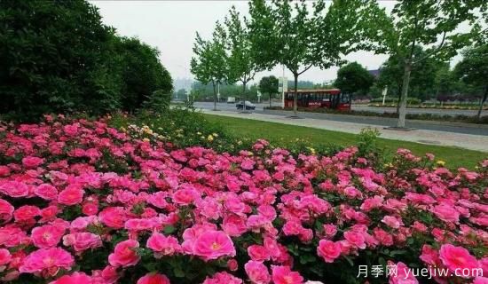 現(xiàn)代月季在園林景觀的應用！園林綠化人必看！(圖4)