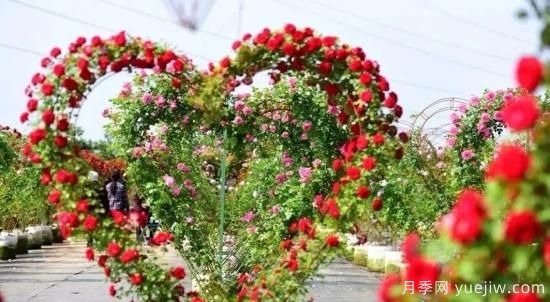 現(xiàn)代月季在園林景觀的應用！園林綠化人必看！(圖6)