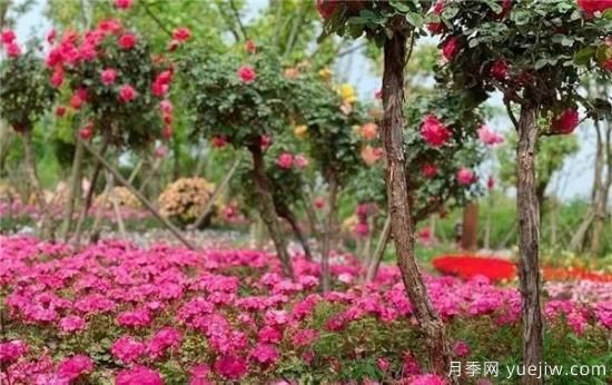 現(xiàn)代月季在園林景觀的應用！園林綠化人必看！(圖7)