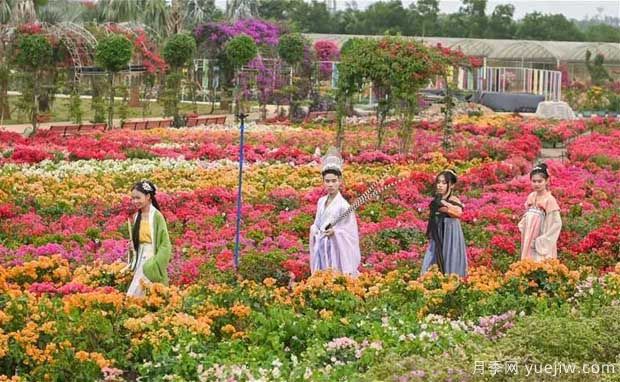 2022年海口三角梅花展啟幕，五雀花王驚艷出場(chǎng)(圖3)