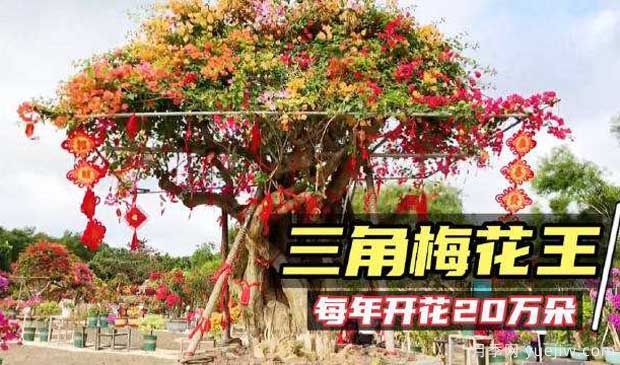 2022年海口三角梅花展啟幕，五雀花王驚艷出場(chǎng)(圖2)