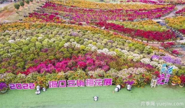 2022年?？谌敲坊ㄕ箚⒛唬迦富ㄍ躞@艷出場(chǎng)(圖1)