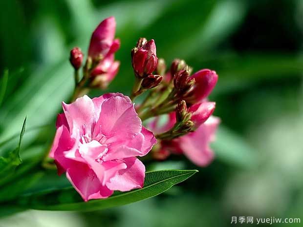 夾竹桃的圖片特點和種植養(yǎng)護(圖1)