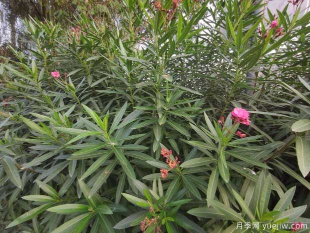 夾竹桃的圖片特點和種植養(yǎng)護(圖3)