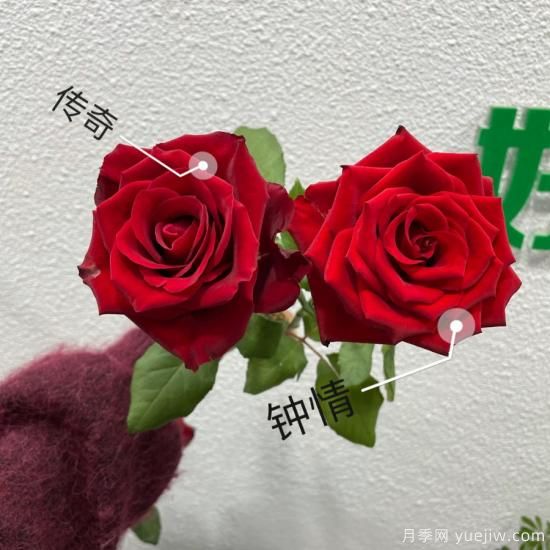 花店常備的15種紅玫瑰是什么？有什么優(yōu)缺點(diǎn)？(圖1)
