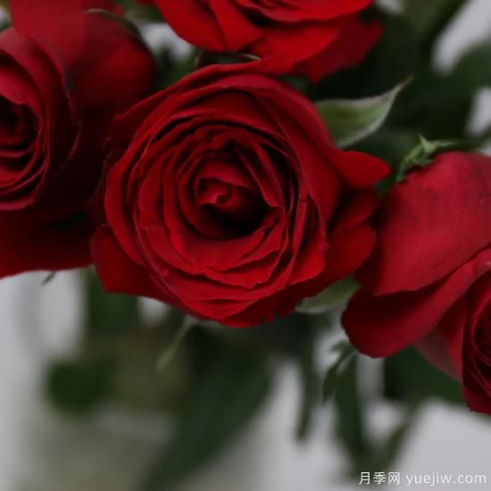 花店常備的15種紅玫瑰是什么？有什么優(yōu)缺點(diǎn)？(圖3)